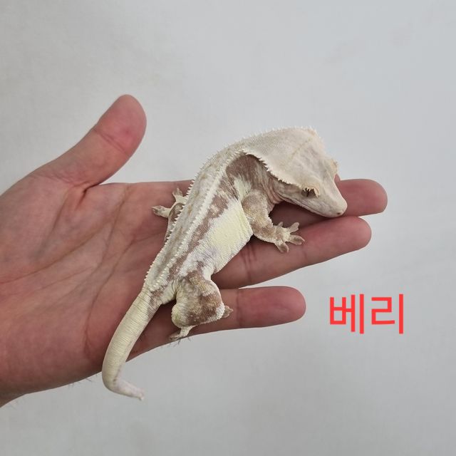 릴리화이트 레드 솔리드백