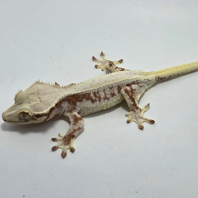 릴리화이트 솔리드백 레드