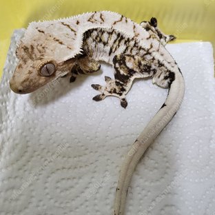 드리피 노멀 화이트스팟