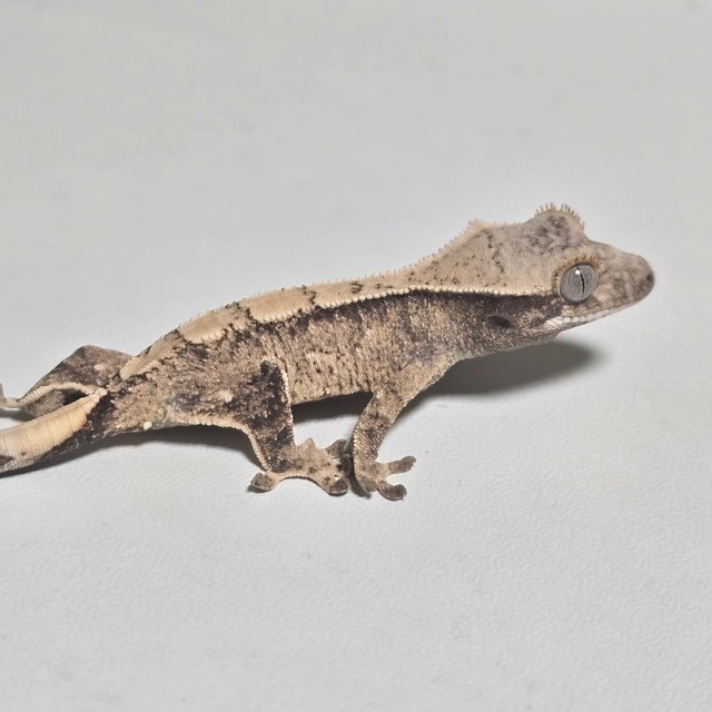 노멀 화이트스팟