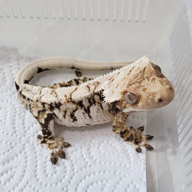 드리피 노멀 화이트스팟