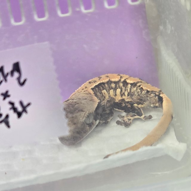 노멀 화이트스팟 화이트포트홀