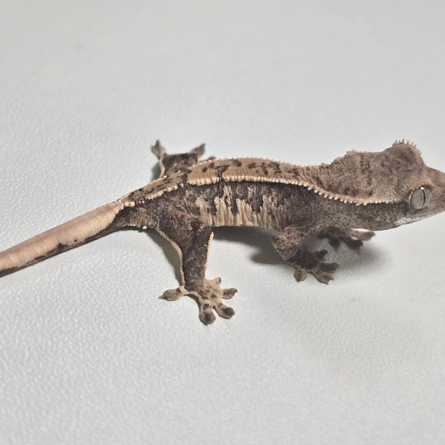 노멀 화이트스팟