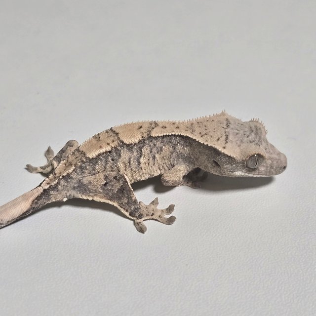 노멀 화이트스팟 드리피