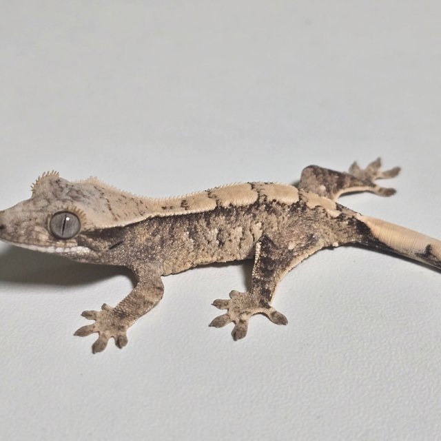 노멀 화이트스팟