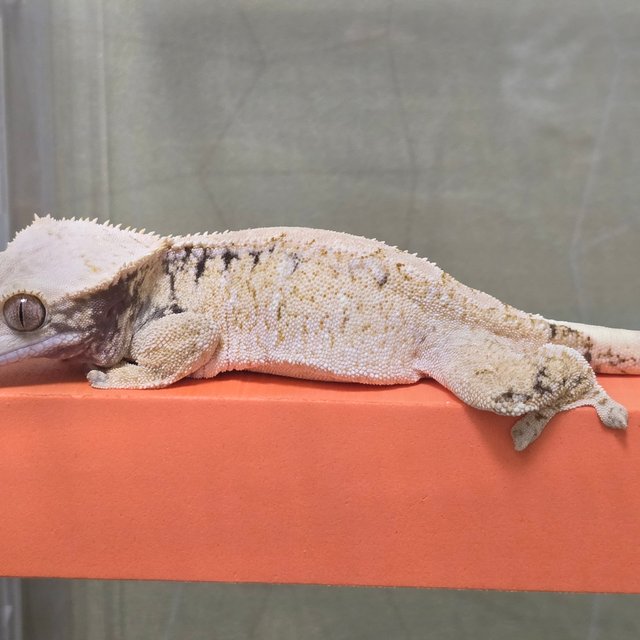 노멀 드리피 화이트스팟