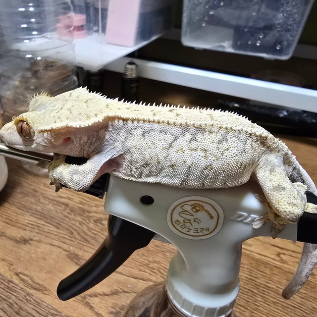 노멀 드리피 화이트스팟