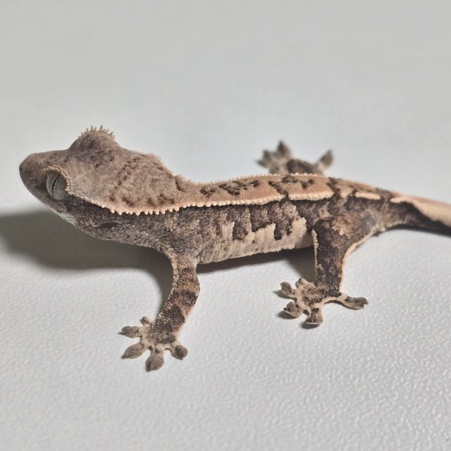 노멀 화이트스팟