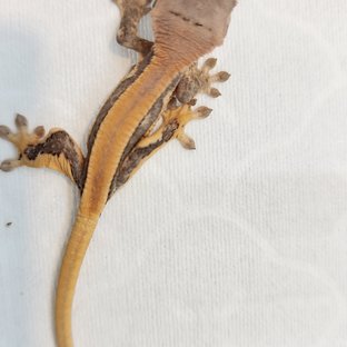 릴리화이트 솔리드백