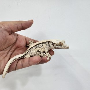 노멀 핀스트라이프 쿼드