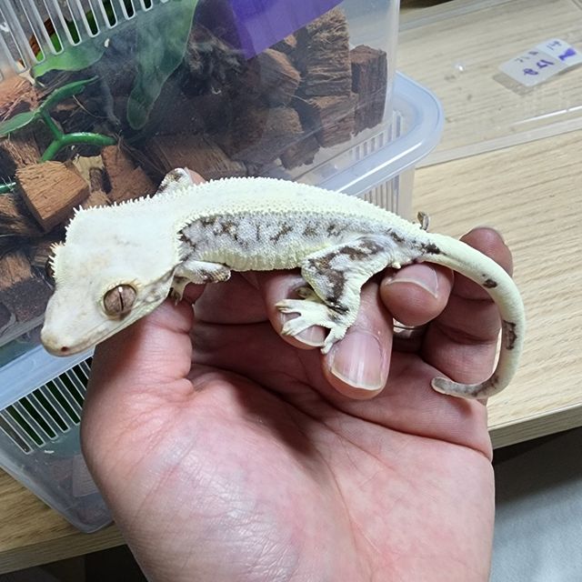 릴리화이트 풀핀