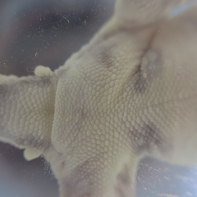 릴리화이트 솔리드백