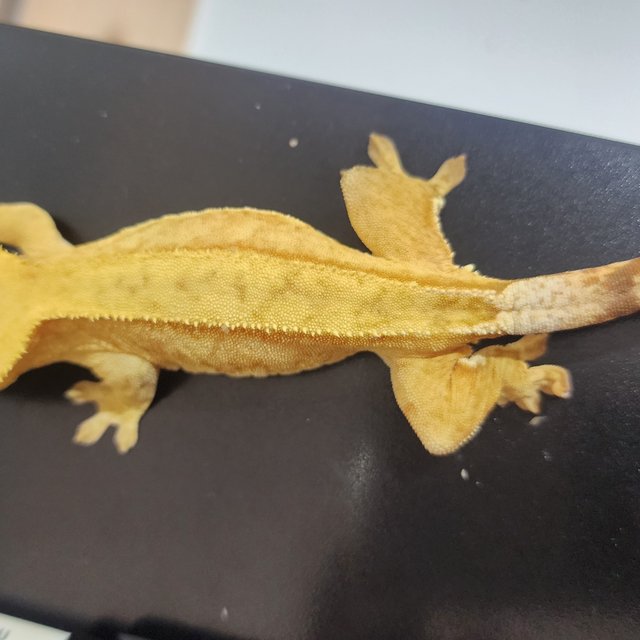 스트로베리 옐로우 크림