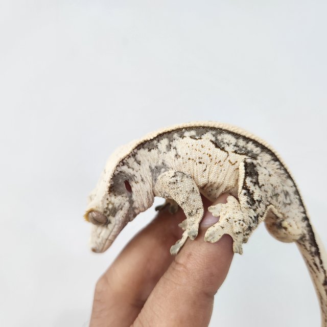 노멀 핀스트라이프 쿼드