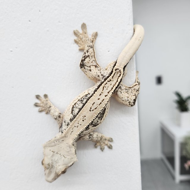 노멀 핀스트라이프 쿼드