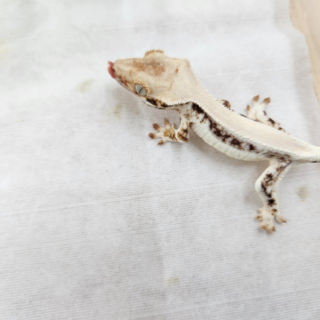 릴리화이트 솔리드백