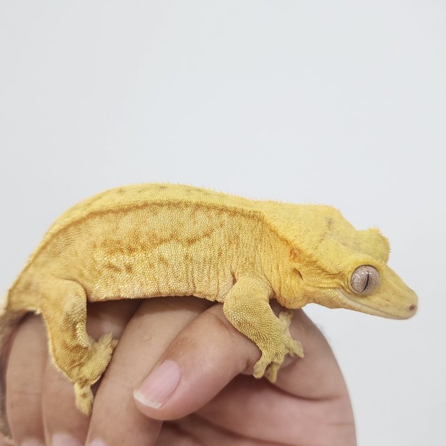 스트로베리 옐로우 크림