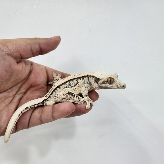 노멀 핀스트라이프 쿼드