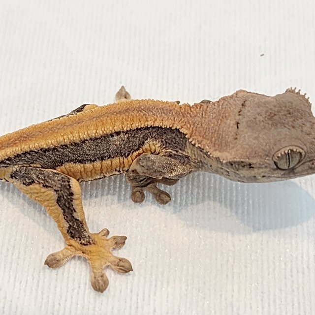 릴리화이트 솔리드백