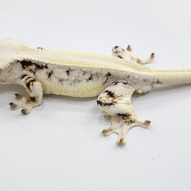 릴리화이트 솔리드백