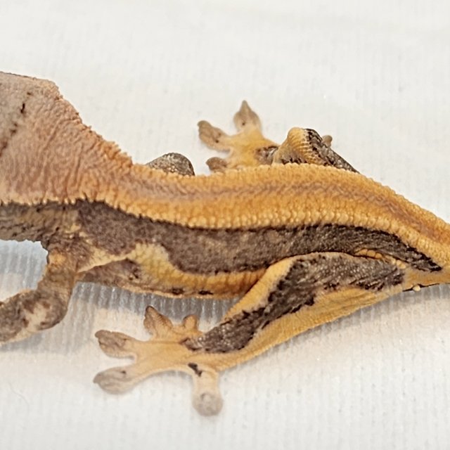 릴리화이트 솔리드백