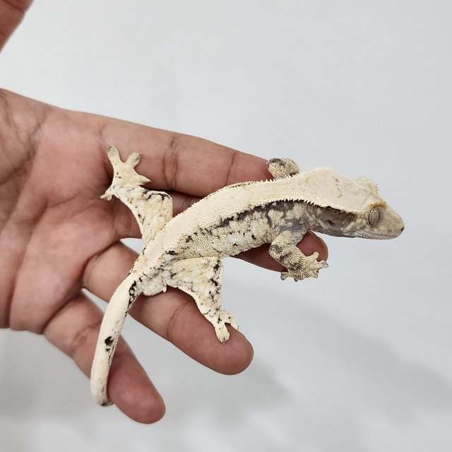 노멀 트라이 드리피