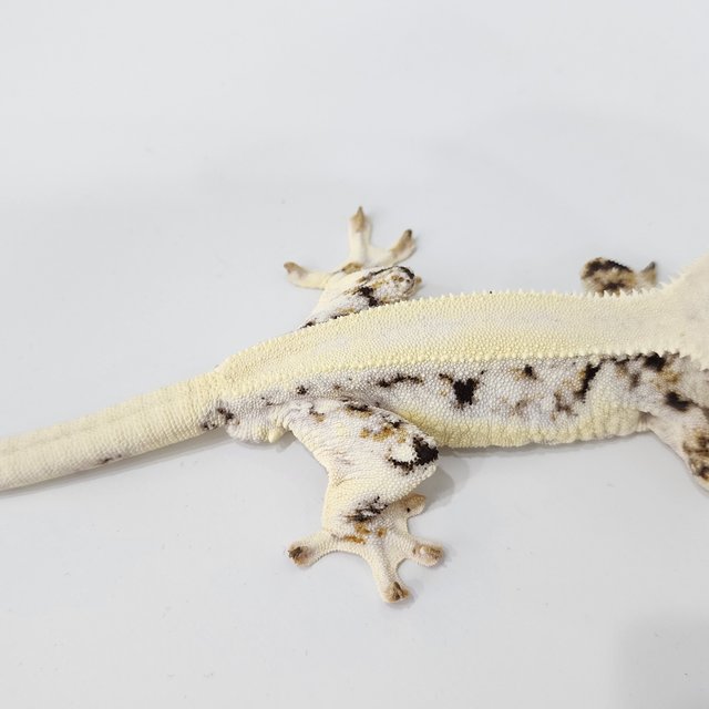 릴리화이트 솔리드백