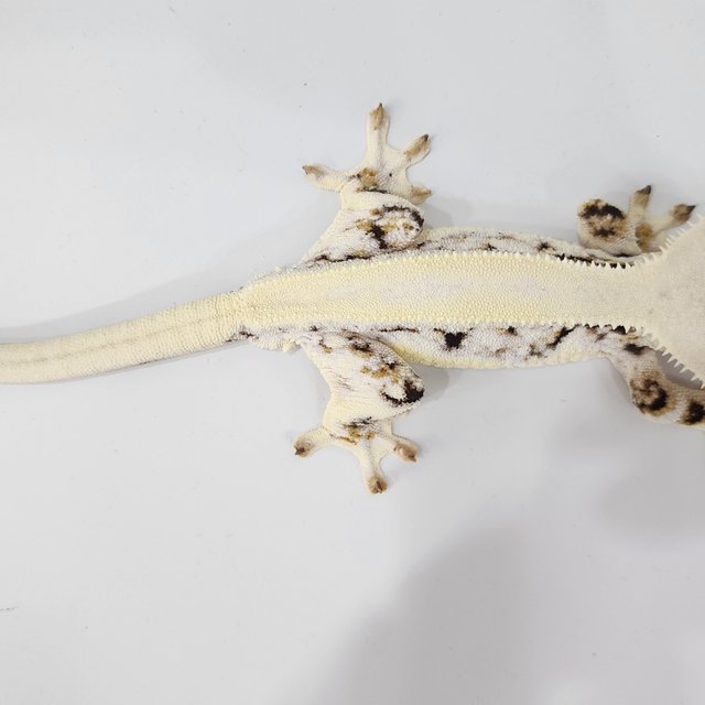 릴리화이트 솔리드백