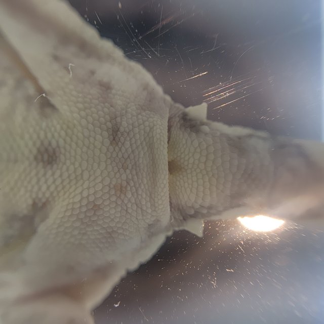 릴리화이트 솔리드백