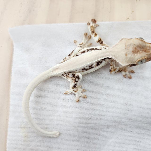 릴리화이트 솔리드백