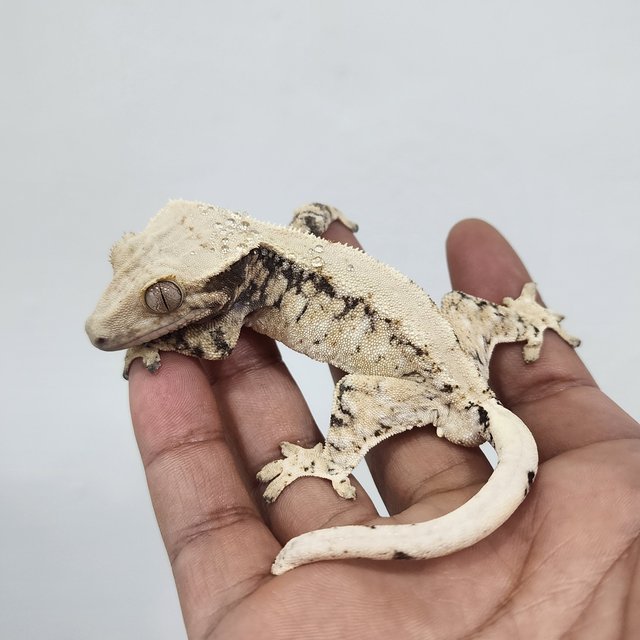 노멀 트라이 드리피