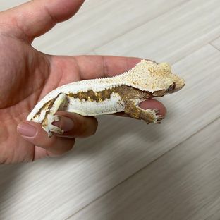 릴리화이트