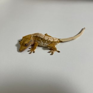 트라이 익스트림할리퀸