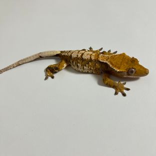 트라이 익스트림할리퀸 텐저린
