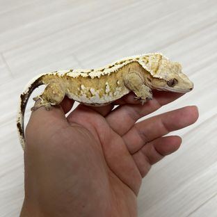 크림시클