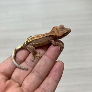 세이블