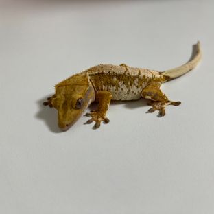 트라이 익스트림할리퀸 화이트스팟