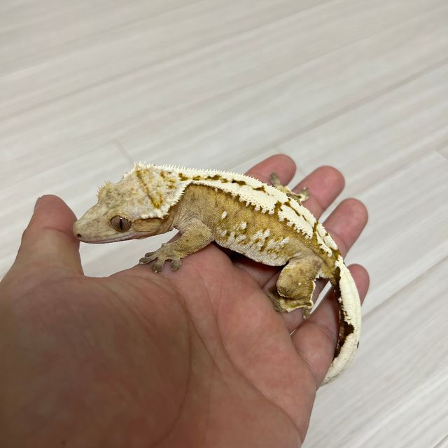 크림시클