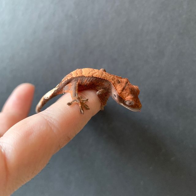 세이블