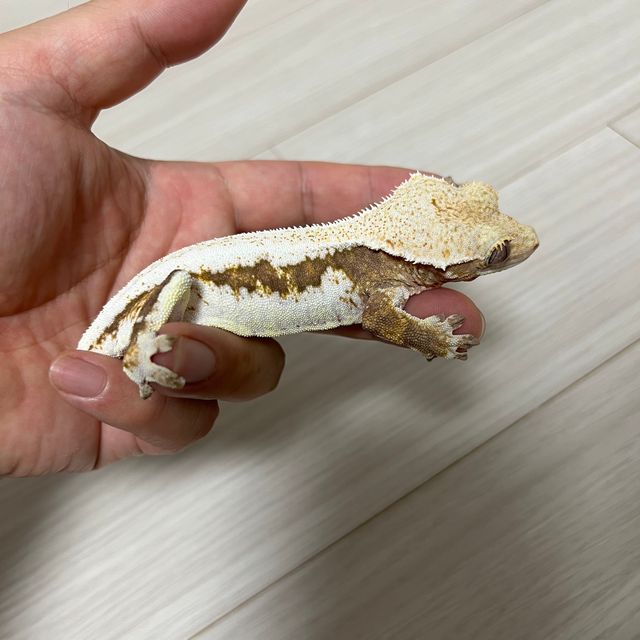 릴리화이트