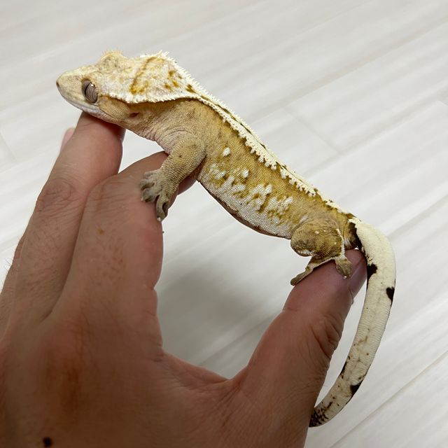 크림시클