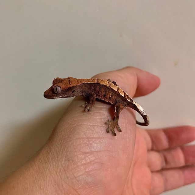 세이블
