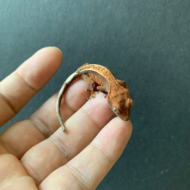 세이블
