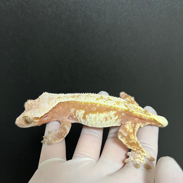 익스트림할리퀸 레드