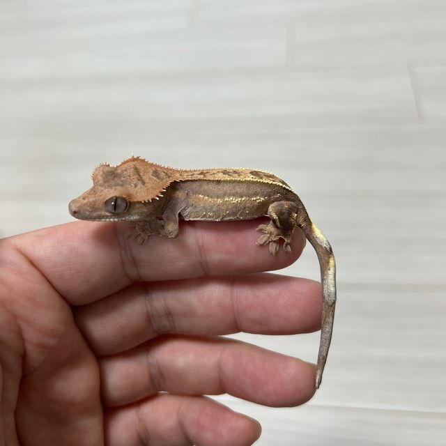 세이블