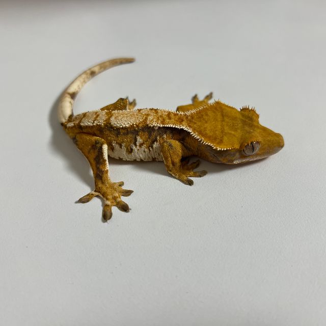 트라이 익스트림할리퀸
