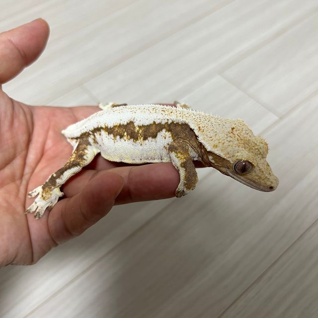 릴리화이트