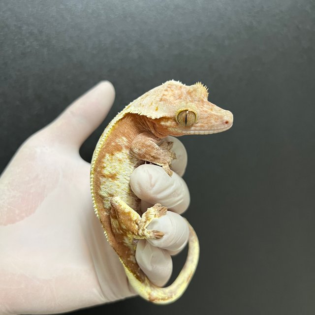 익스트림할리퀸 레드