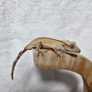 100%헷아잔틱 노멀