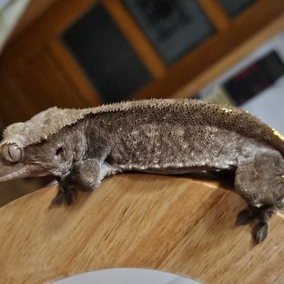 아잔틱